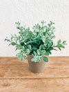 Gatehouse herb plant