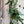 Succulent garden garland