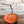 Velvet pumpkins-Large